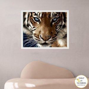 Tiger closeup