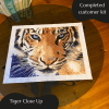 Tiger Close Up
