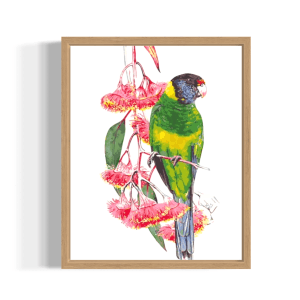 Ringneck Parrot and Eucalyptus by Heidi Willis