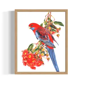 Rosella and Flowering Gum by Heidi Willis