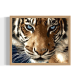 tiger closeup
