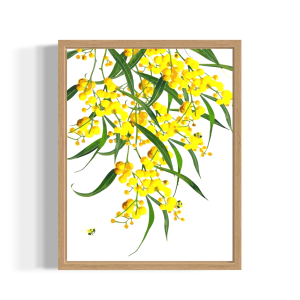 Australian Golden Wattle