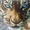 Tiger closeup