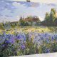 Field of wild irises (1)