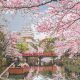 japanese temple garden 2022 (1)